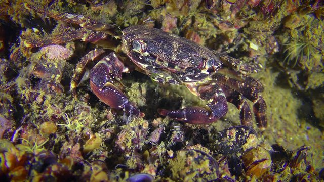 Marbled rock crab (Pachygrapsus marmoratus) sits on the bottom covered with mussels.
