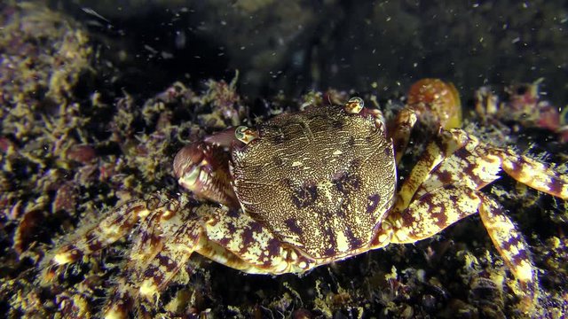 Marbled rock crab (Pachygrapsus marmoratus) eats something, rear view.
