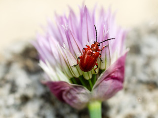 lily leaf beetle on chives flower