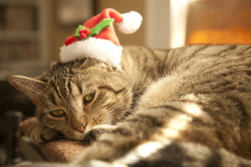 Christmas Cat