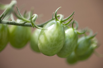 Green Grape Tomatoes