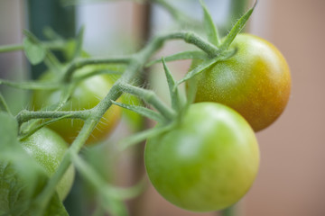Sweet Mini Tomatoes