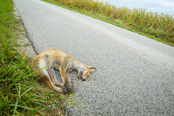 A dead fox lying on the ground beside road.