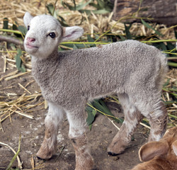 Obraz premium lamb