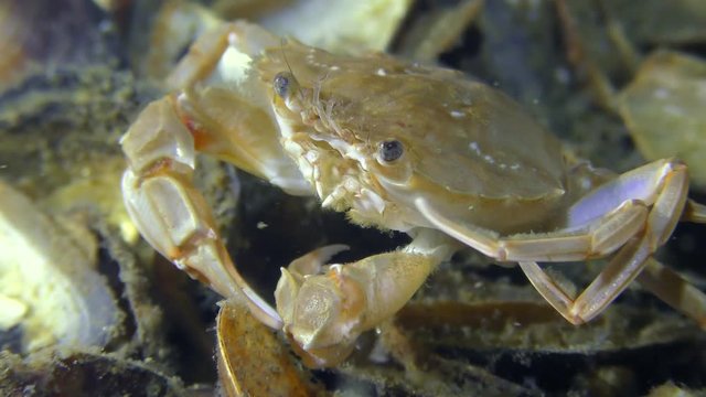 Flying swimming crab (Liocarcinus holsatus) cleans the back and eyes.
