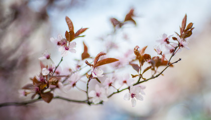 Close up of beautiful spring flowers at blurred background