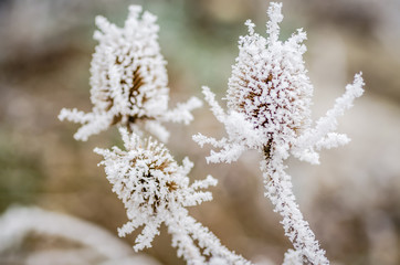 Dried thistle covered with snow 