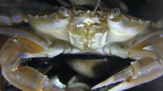Flying crab (Liocarcinus holsatus), a portrait, the movement of the oral legs and antennae is clearly visible.
