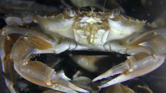 The crab (Liocarcinus holsatus) sits on the bottom, then creeps away.
