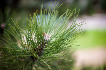 Closeup of pinyon pine cone on tree with pine nuts
