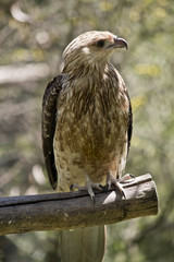 whistling kite