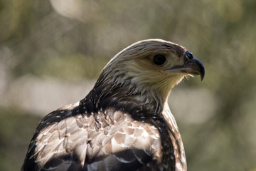 whistling kite