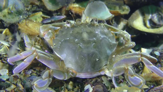 Swimming crab (Liocarcinus holsatus) something to eat, rear view.
