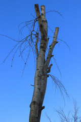 Dry tree on the background the blue sky. Vertically.