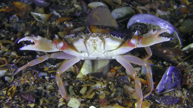 Swimming crab (Liocarcinus holsatus) widely spread the claws in a threat pose.
