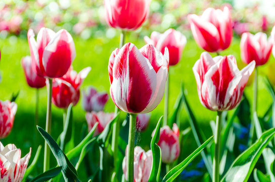 Beautiful triumph tulip flowers in Keukenhof park in Netherlands (Holland)