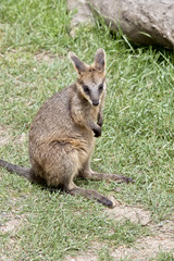 joey swamp wallaby
