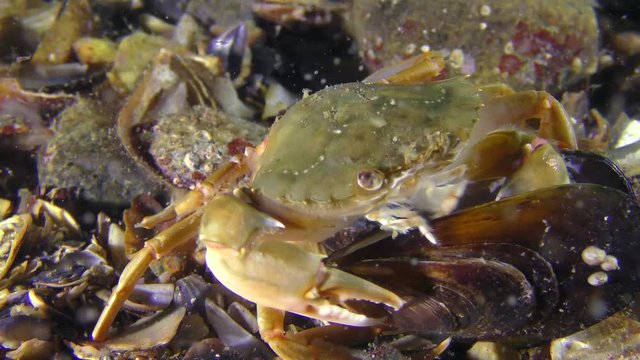 Crab (Liocarcinus holsatus) takes meat from the shell of the mussel.
