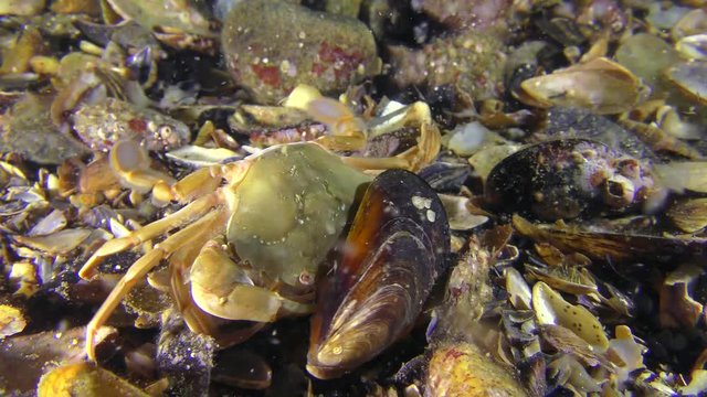 Swimming crab (Liocarcinus holsatus) is trying to get meat from the shell of the mussel.
