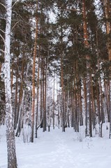 Winter forest in Russia