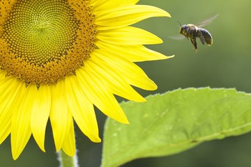 Sunflower and bee 
