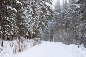 Winter forest in Russia