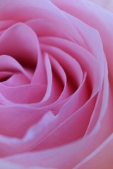 pink rose close up