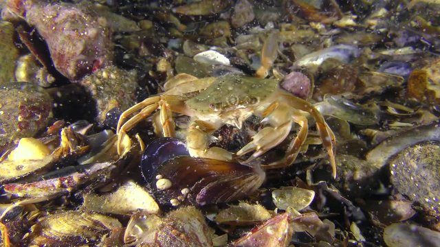 Swimming crab (Liocarcinus holsatus) eats meat from a mussel shell, wide shot.
