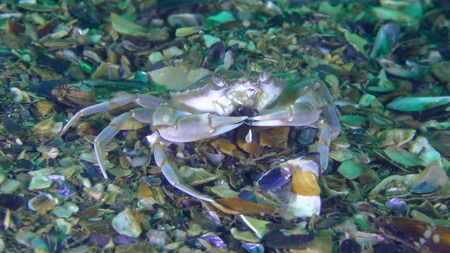 Crab (Liocarcinus holsatus) breaks the mussel shell with its claws.
