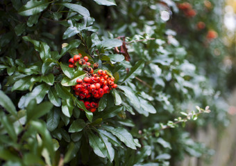 Red berries in a bush