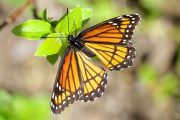 Monarch butterfly on leaves