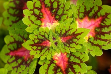 Coleus, colorful foliage