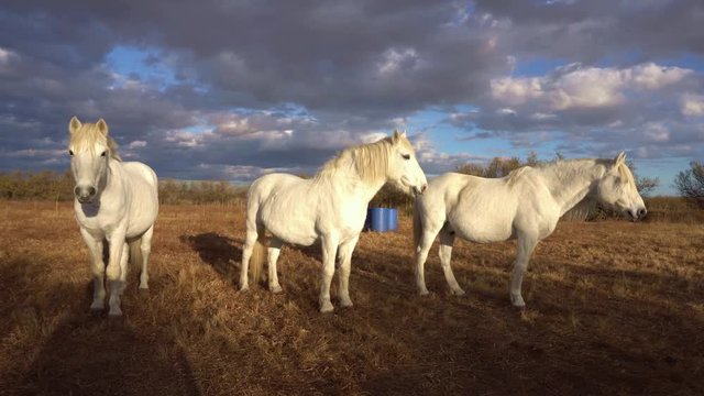 trois chevaux blancs de Camargue, &agrave; la lumi&egrave;re du soleil couchant
