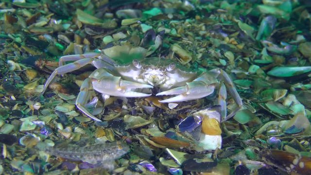 Swimming crab (Liocarcinus holsatus) breaks the mussel shell with its claws.
