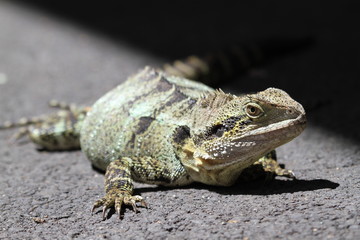 Australian wild iguana