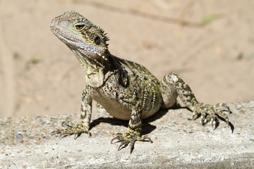 Australian wild iguana