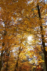 forest in autumn; wallpaper