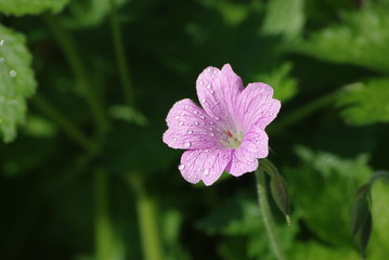 Bunte Blume / Pflanze in farbenfroher Umgebung