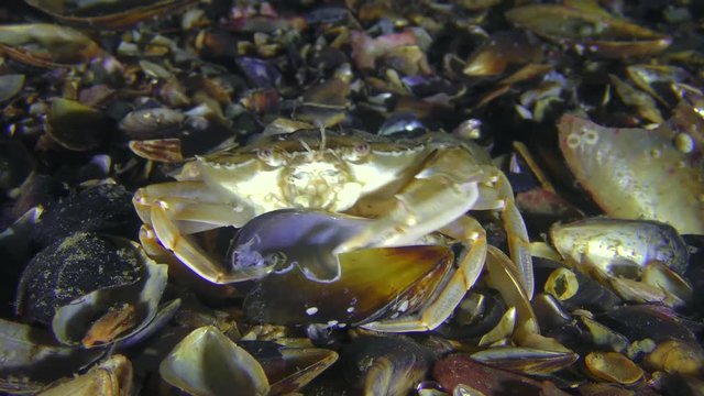 Swimming crab (Liocarcinus holsatus) takes meat from the shell of the mussel, medium shot.
