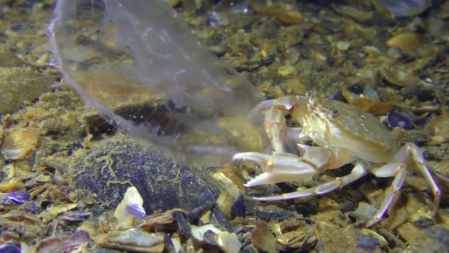 Swimming crab (Liocarcinus holsatus) has caught and eats a jellyfish, medium shot.
