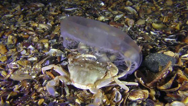 Sea crab (Liocarcinus holsatus) caught and eats jellyfish, medium shot.
