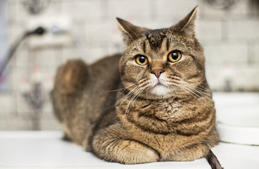 A handsome British shorthair fat cat looks with interest at the camera, on a blurry background. Close-up.