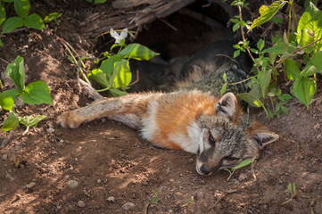 Grey Fox (Urocyon cinereoargenteus) Vixen Lies in Den Feeding Kits