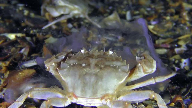 Swimming crab (Liocarcinus holsatus) has caught and eats a jellyfish, close-up.
