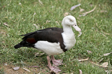 radjak shelduck