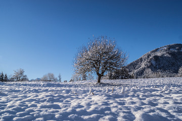 Einzelner Baum im Winter