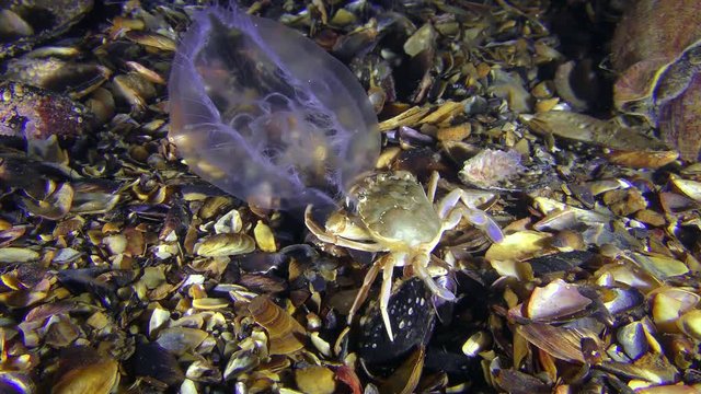 Swimming crab (Liocarcinus holsatus) caught and eat jellyfish, wide shot.
