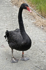 black swan