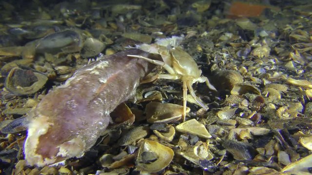 Swimming crab (Liocarcinus holsatus) found on the bottom and eats dead fish, which carries by the current.
