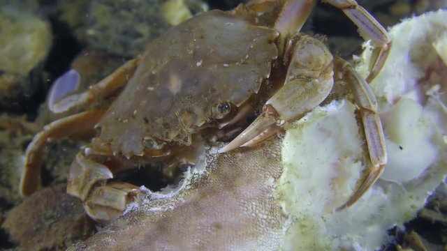 Swimming crab (Liocarcinus holsatus) eats dead fish, close-up.
